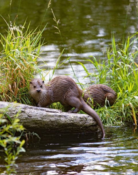 otter_sized.jpg