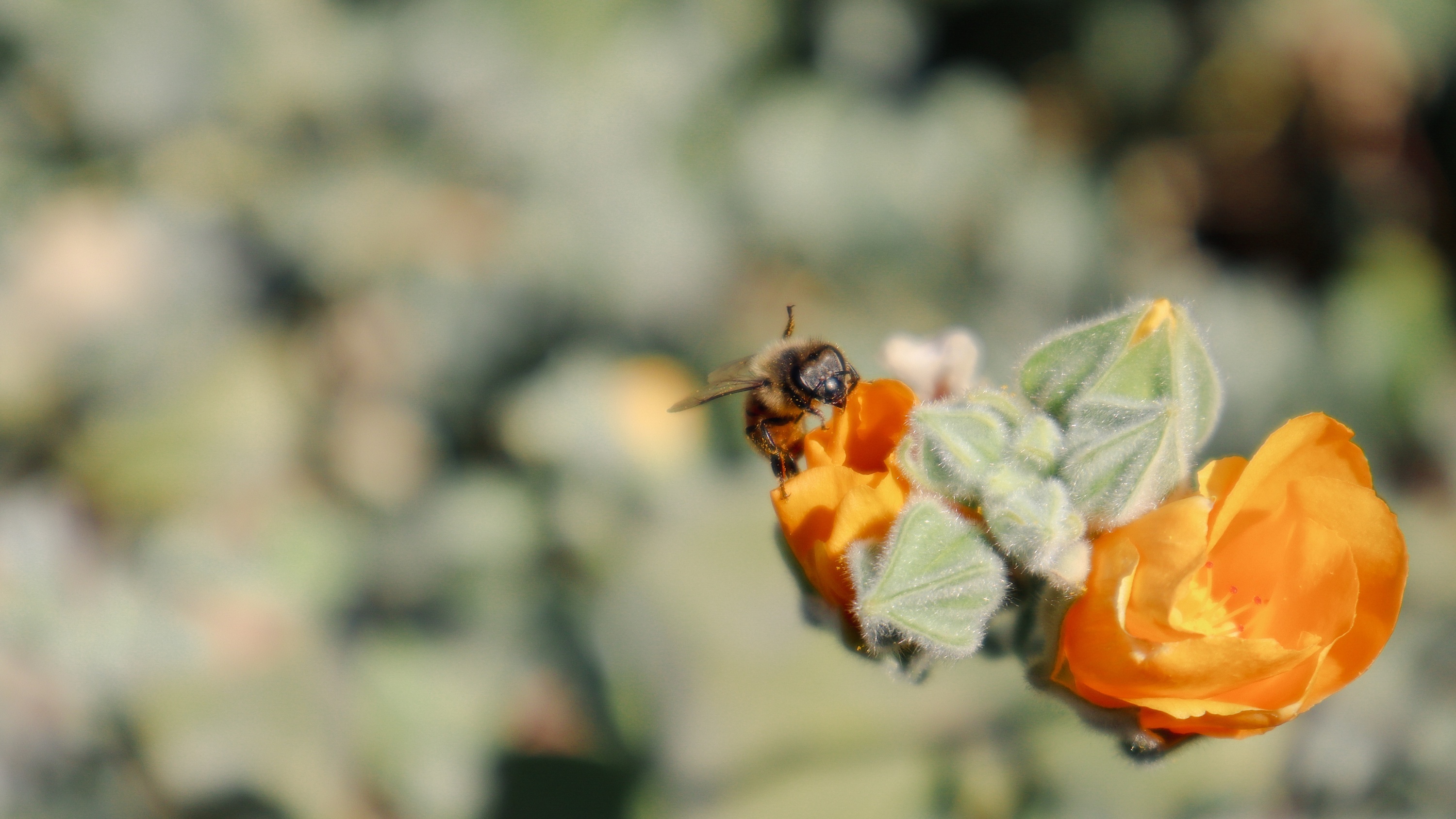 bee.jpg