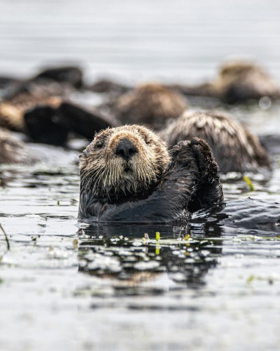 river-otter2.jpg