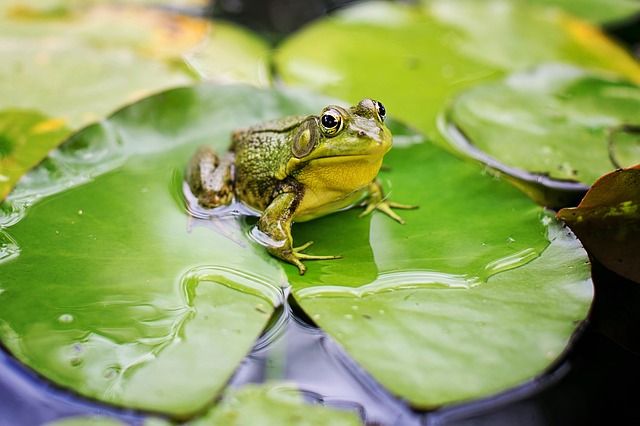 bull-frog-2525994_640.jpg